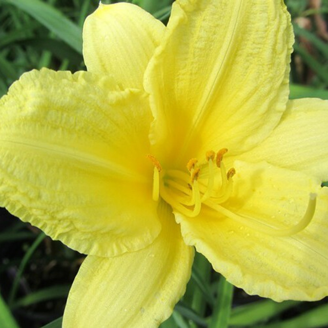 Hemerocallis hybrid 'Fragrant Returns'