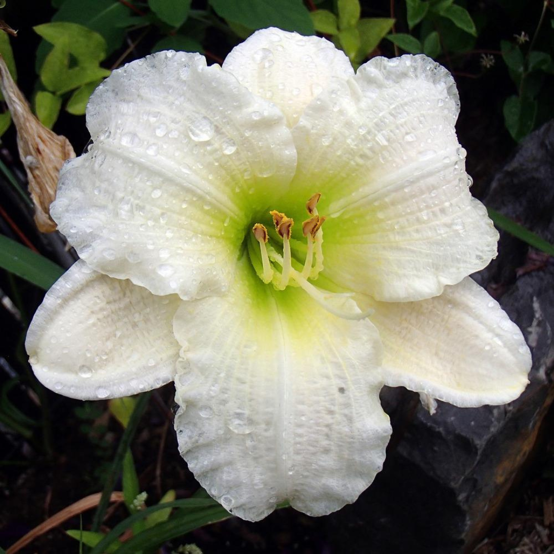 Hemerocallis hybrid 'Gentle Shepherd'