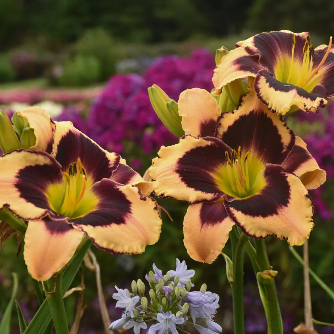 Hemerocallis hybrid 'Inkheart'