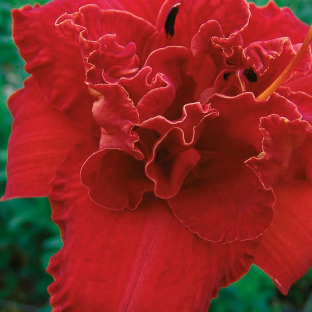 Hemerocallis hybrid 'Moses' Fire'