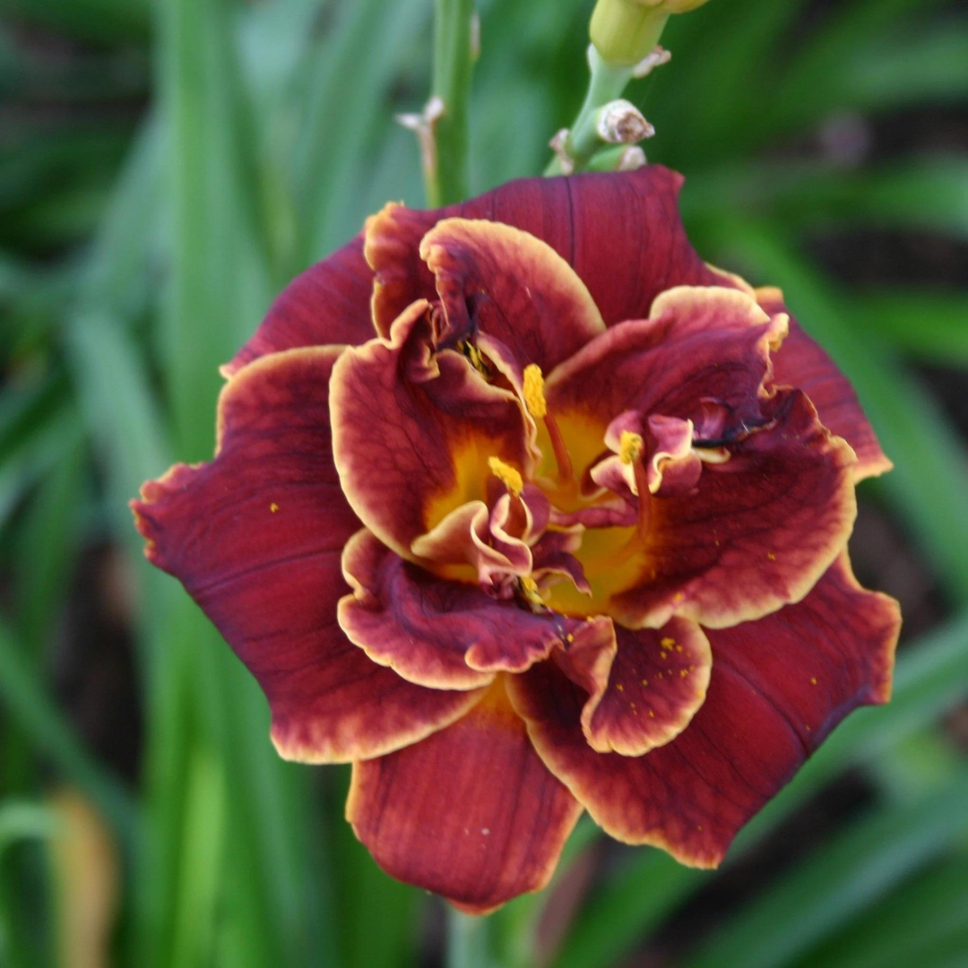 Hemerocallis hybrid 'Night Embers'