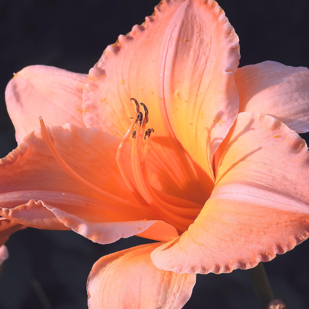 Hemerocallis hybrid 'On and On'