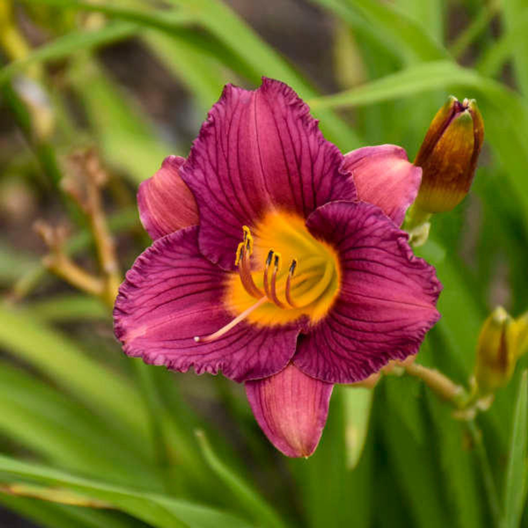 Hemerocallis hybrid 'Purple D'oro'