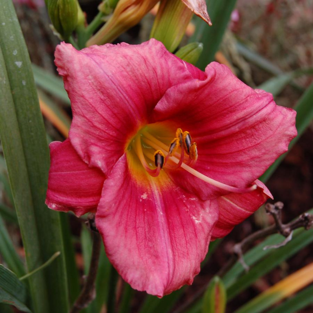 Hemerocallis hybrid 'Rosy Returns'