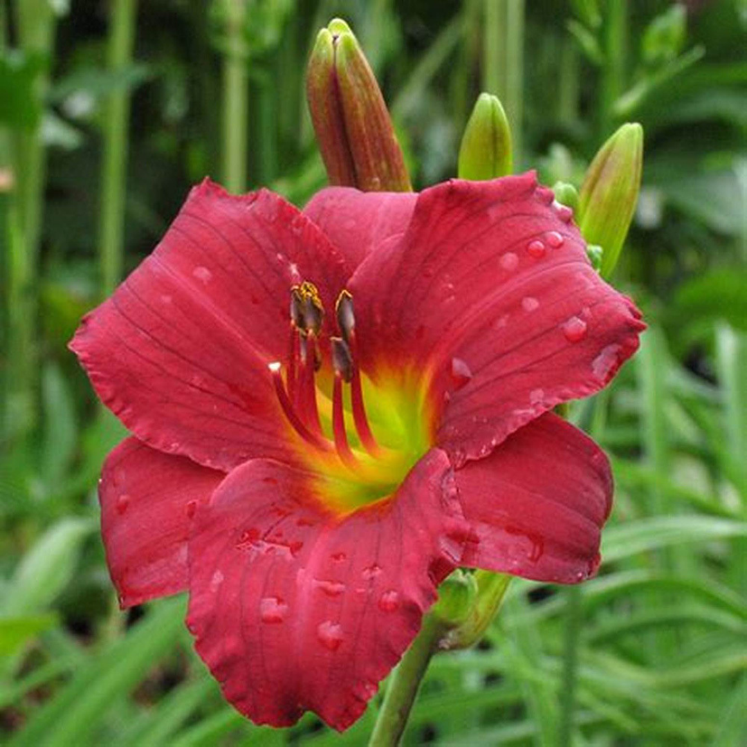 Hemerocallis hybrid 'Ruby Stella'