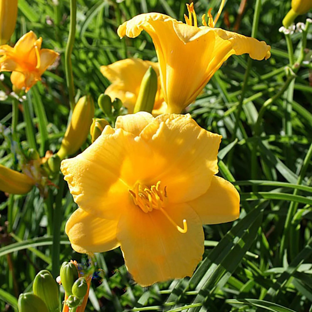 Hemerocallis hybrid 'Stella d'Oro'