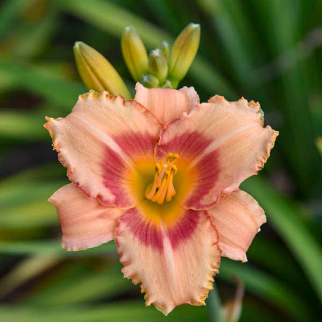 Hemerocallis hybrid 'Strawberry Candy'