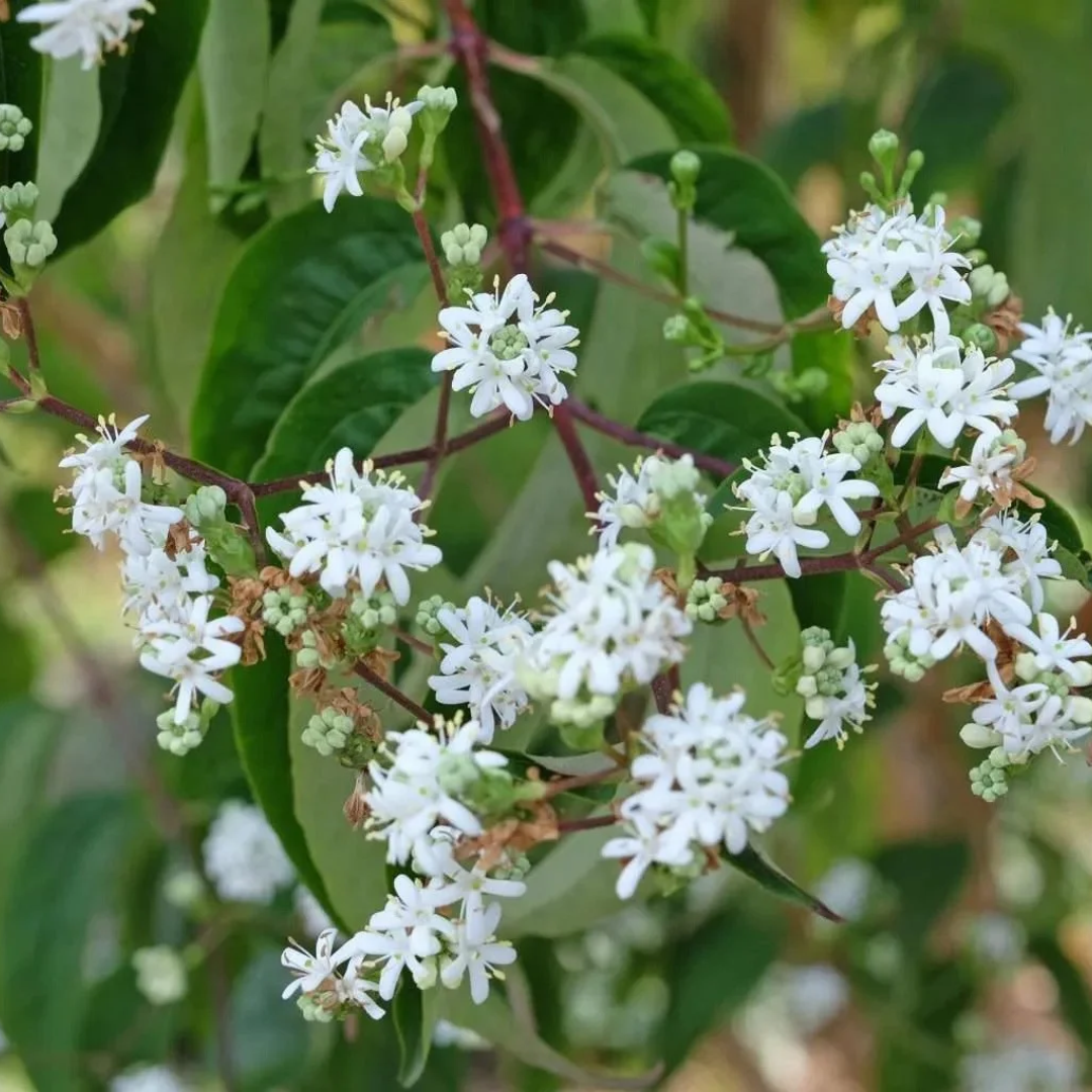 Heptacodium miconioides
