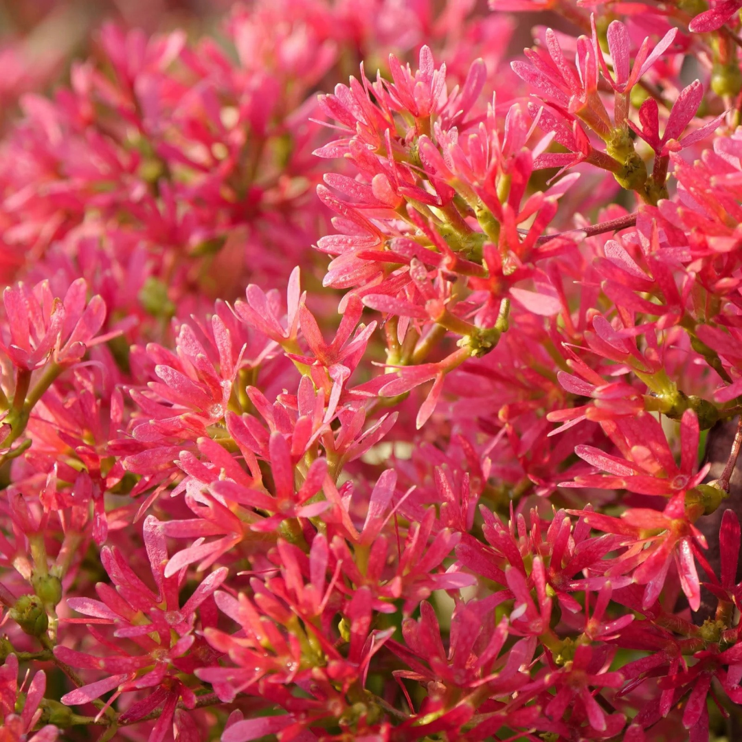 Heptacodium miconioides Temple of Bloom®
