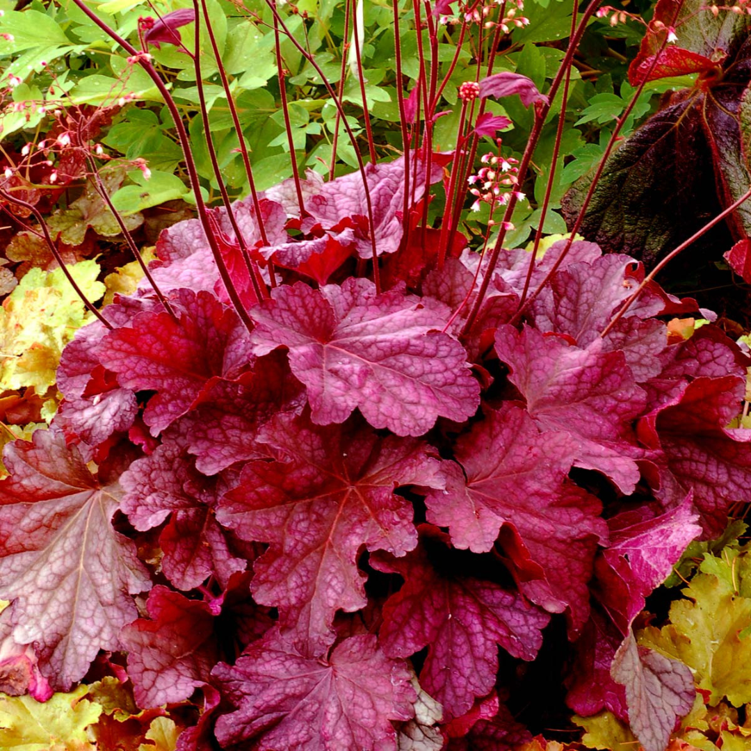 Heuchera hybrid 'Berry Smoothie'