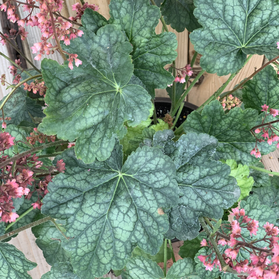 Heuchera hybrid 'Berry Timeless'