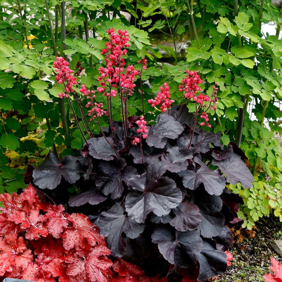 Heuchera hybrid 'Black Forest Cake'