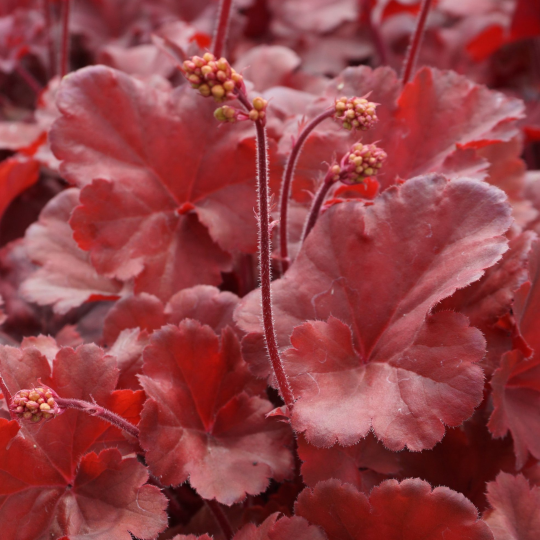 Heuchera hybrid 'Cherry Cola'