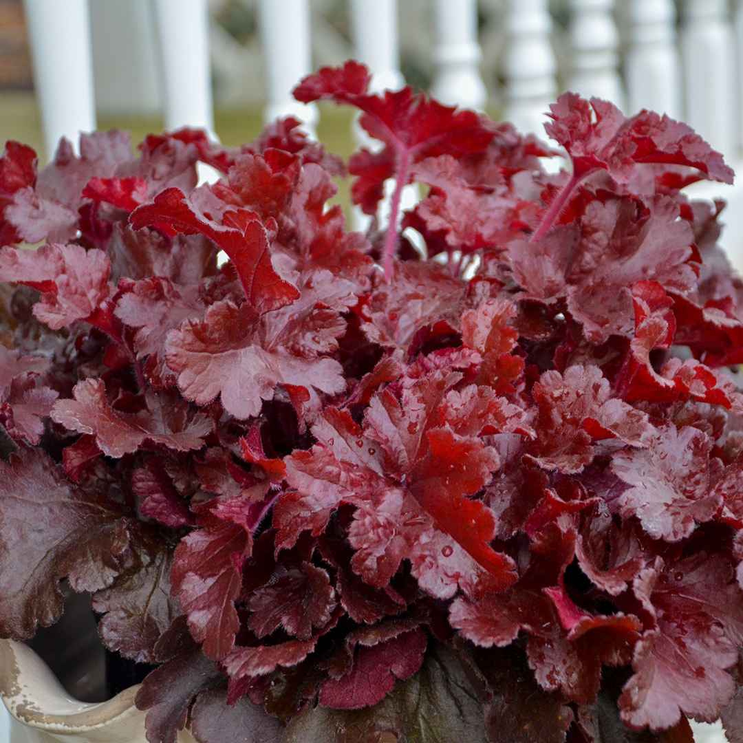 Heuchera hybrid 'Cherry Truffles'