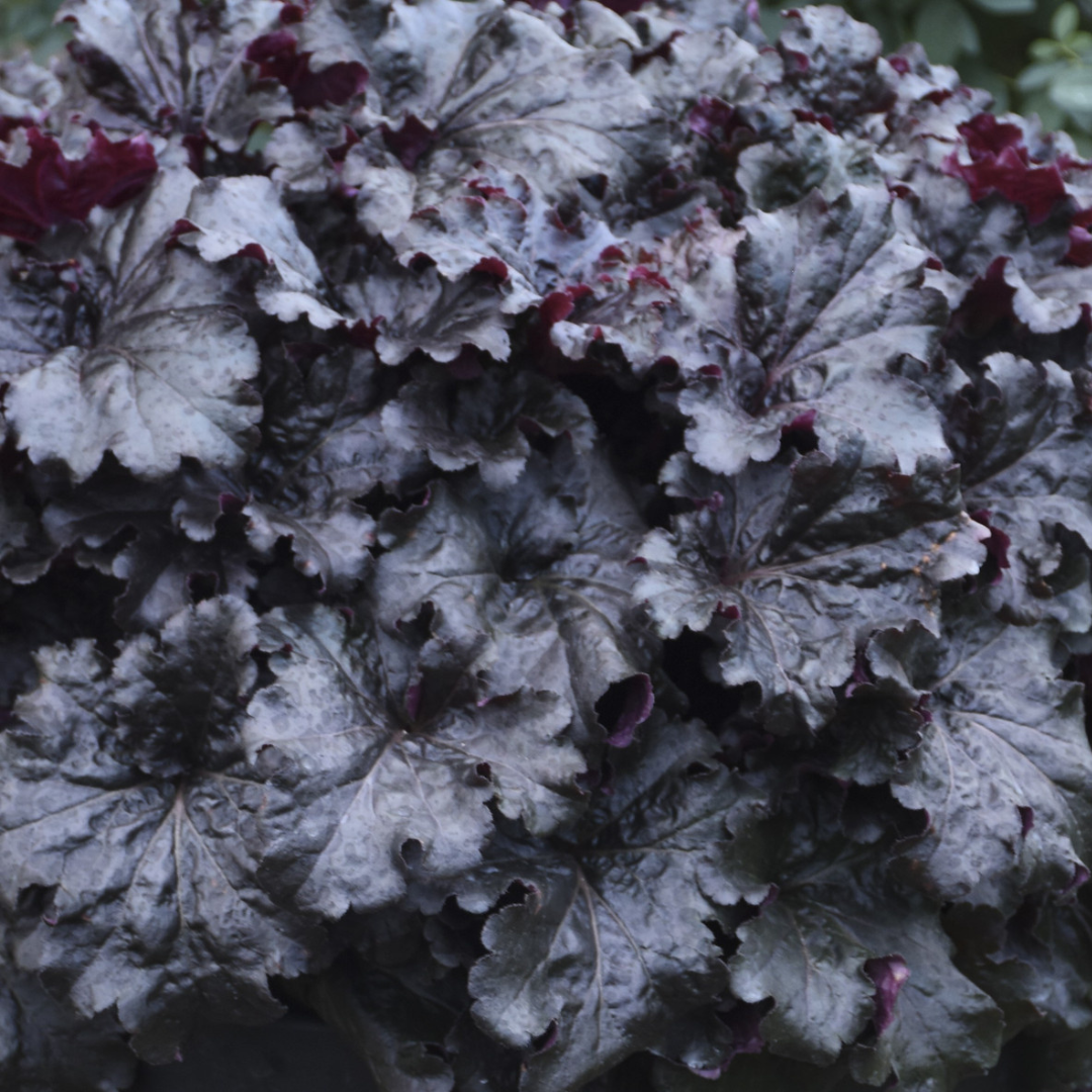 Heuchera hybrid 'Evening Gown'