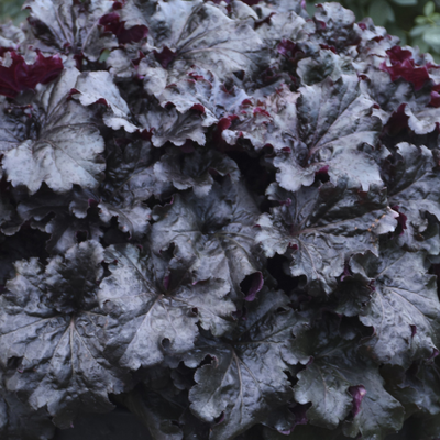 Heuchera 'Evening Gown'