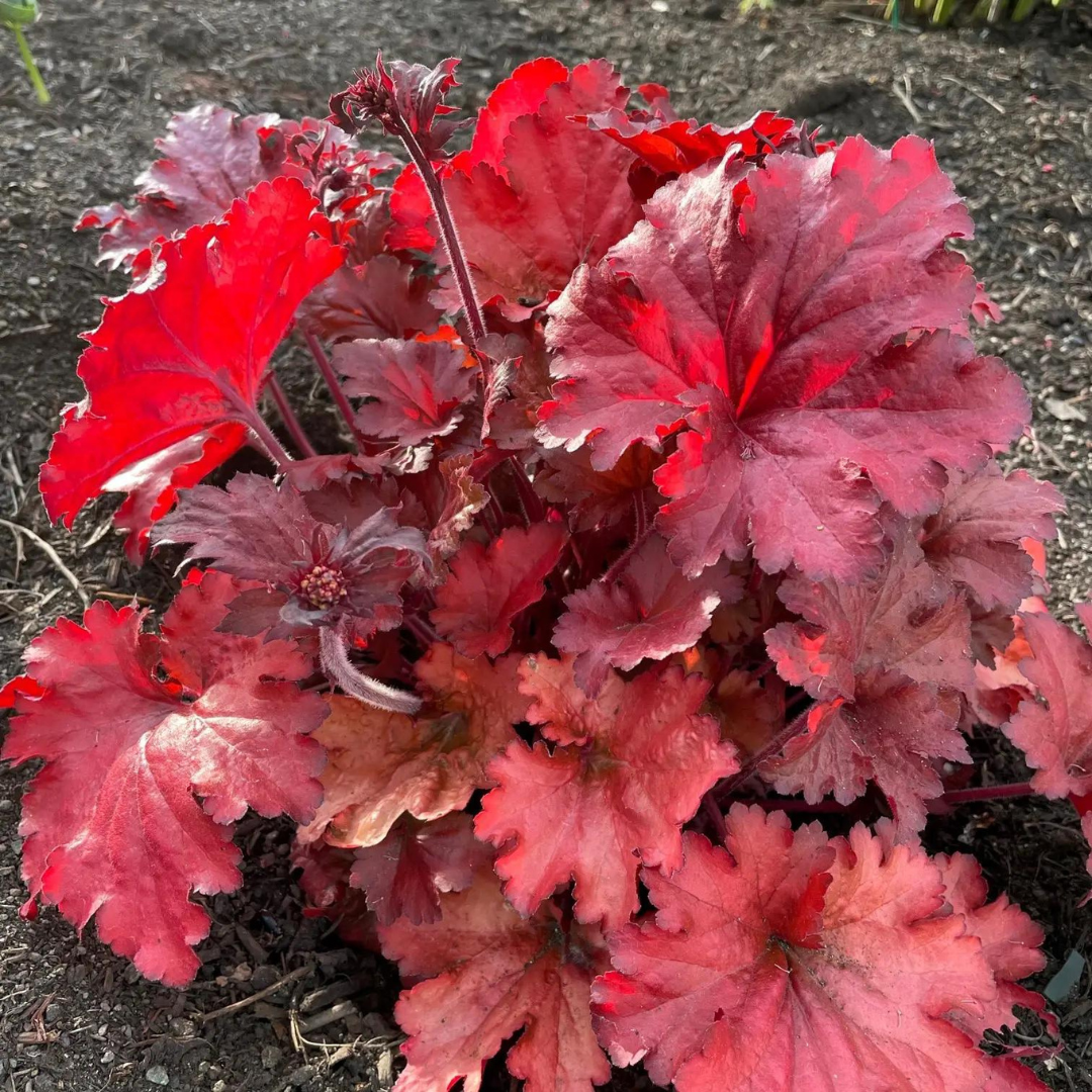 Heuchera hybrid 'Fire Alarm'