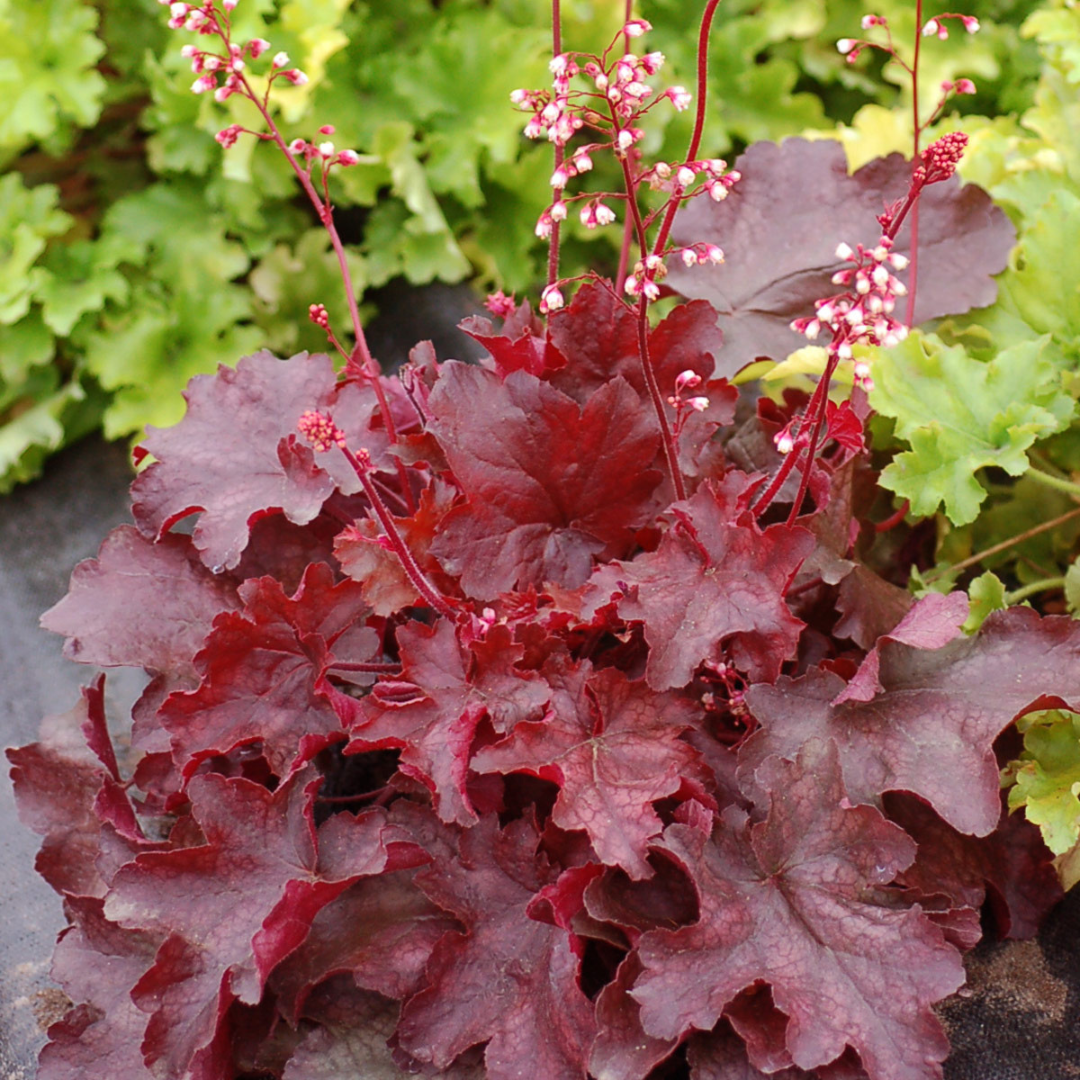 Heuchera hybrid 'Fire Chief'