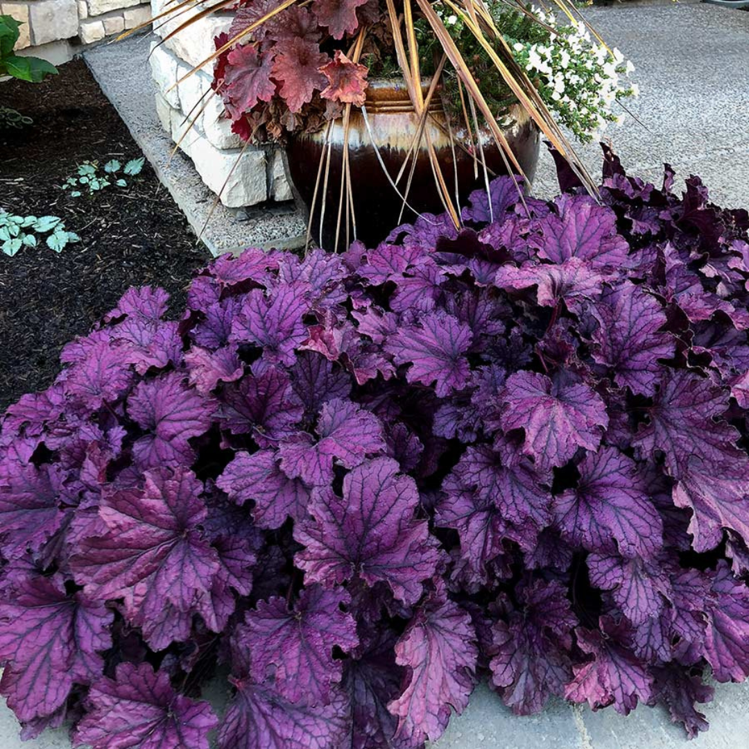 Heuchera hybrid 'Forever Purple'