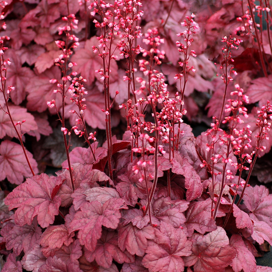 Heuchera hybrid 'Grape Soda'