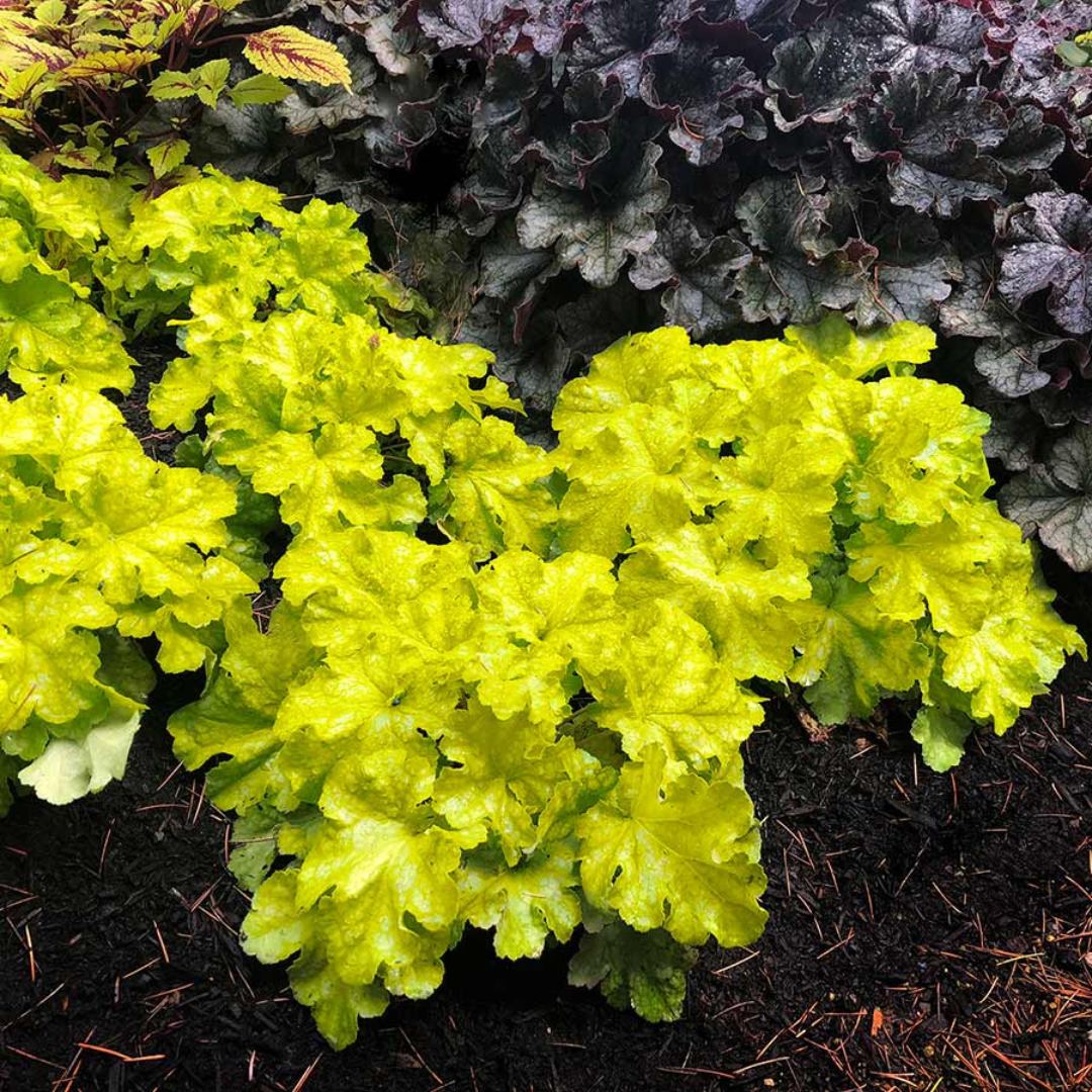 Heuchera hybrid 'Lemon Supreme'