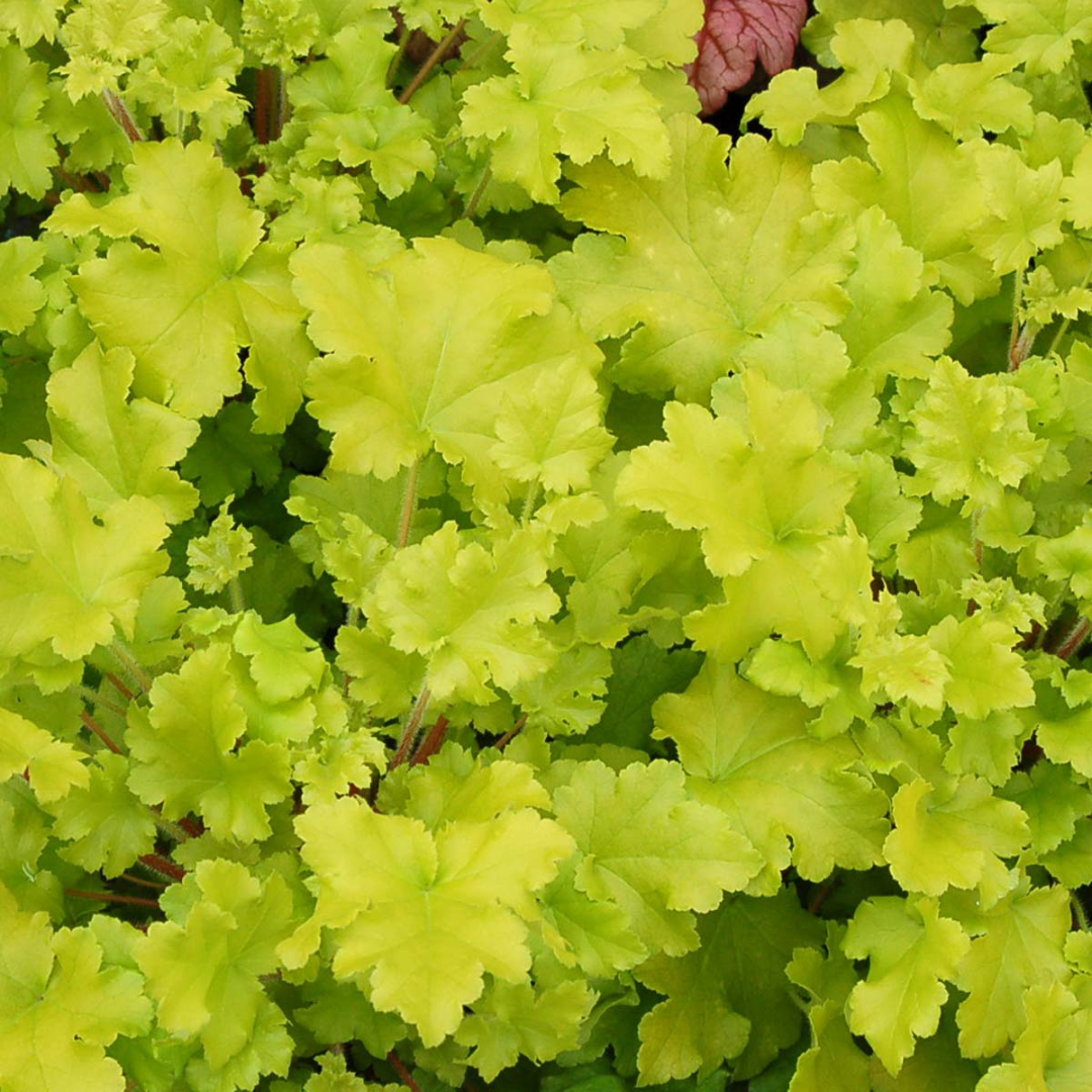 Heuchera hybrid 'Lime Marmalade'