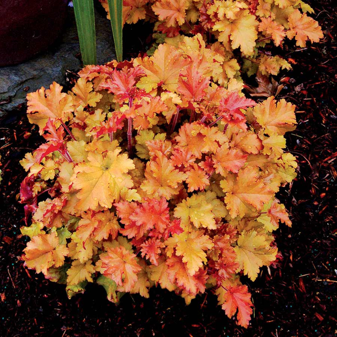 Heuchera hybrid 'Marmalade'