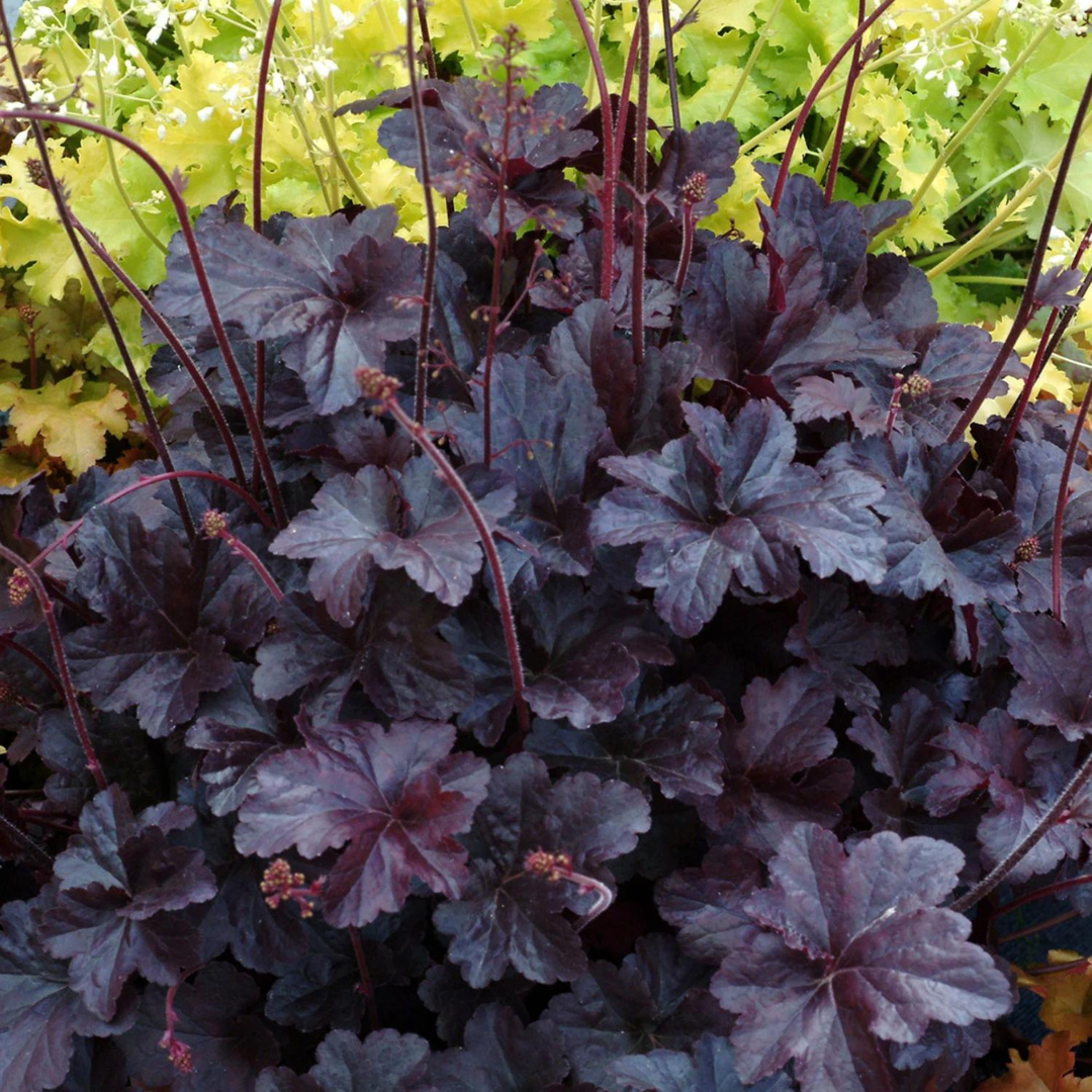 Heuchera hybrid 'Obsidian'