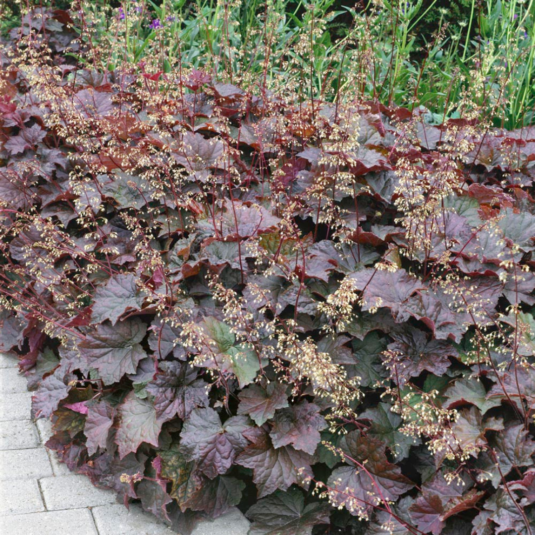 Heuchera hybrid 'Palace Purple'