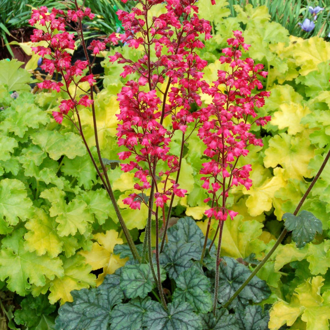 Heuchera hybrid 'Paris'