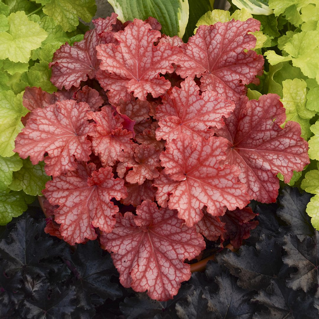 Heuchera hybrid 'Peachberry Ice'