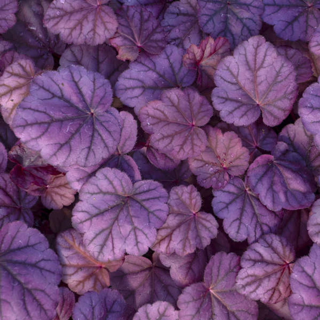 Heuchera hybrid 'Pink Panther'