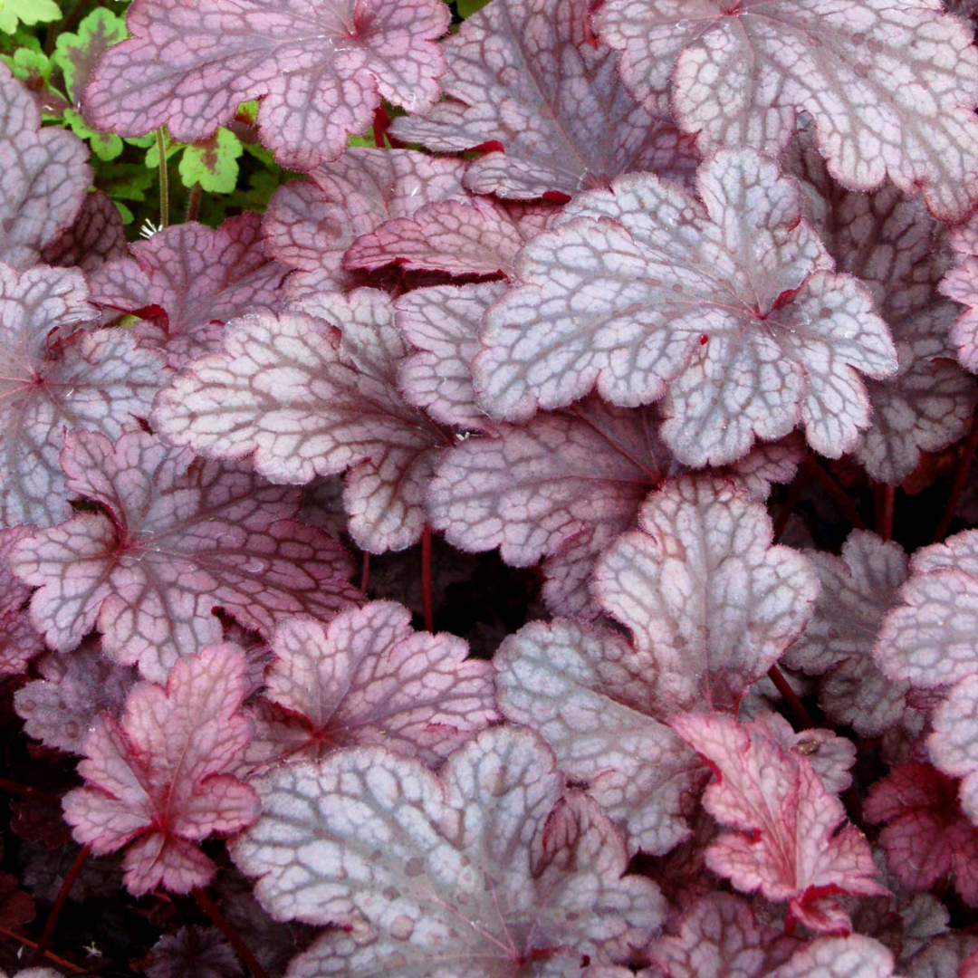 Heuchera hybrid 'Plum Pudding'