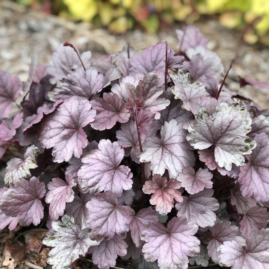 Heuchera hybrid 'Silver Gumdrop'