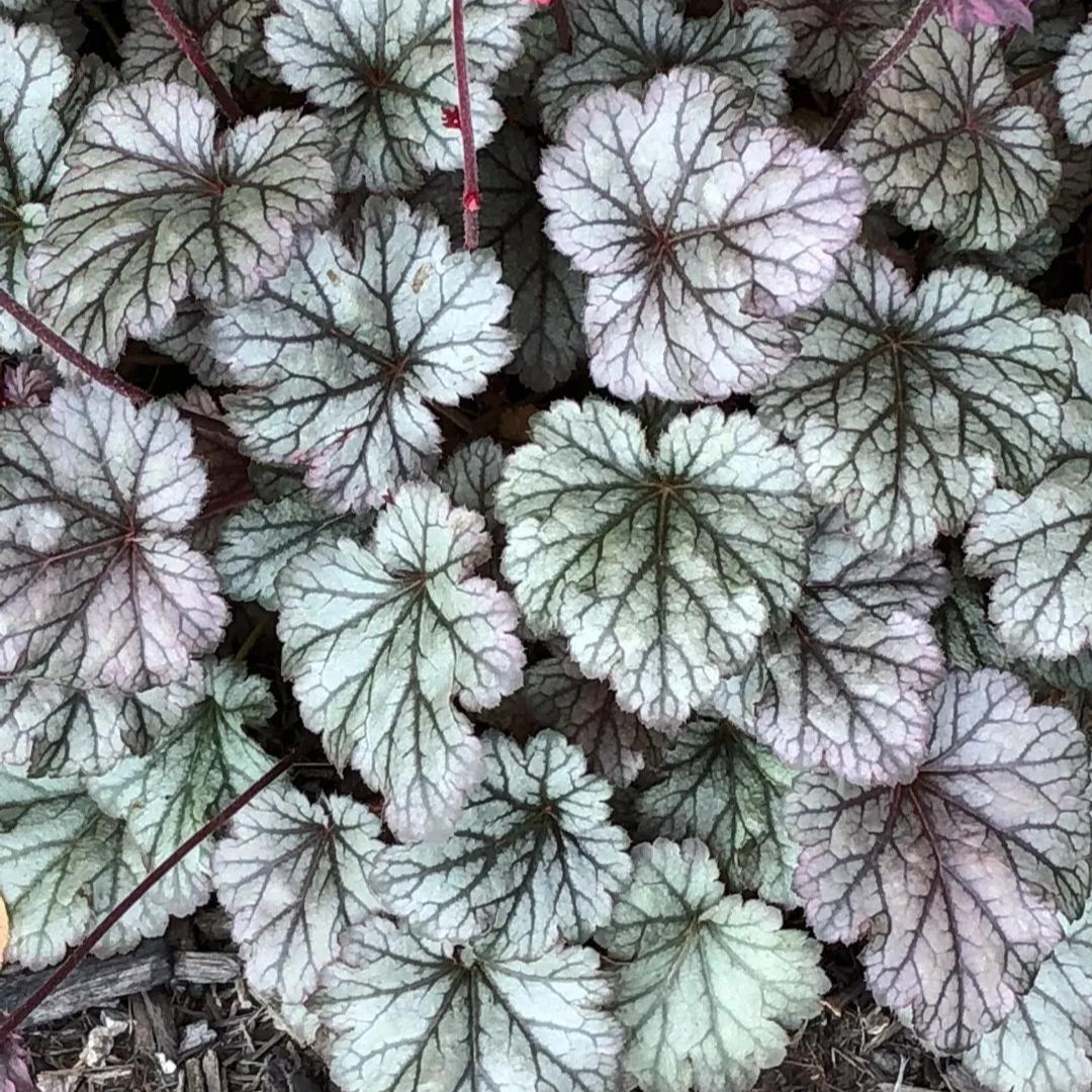 Heuchera hybrid 'Silver Scrolls'