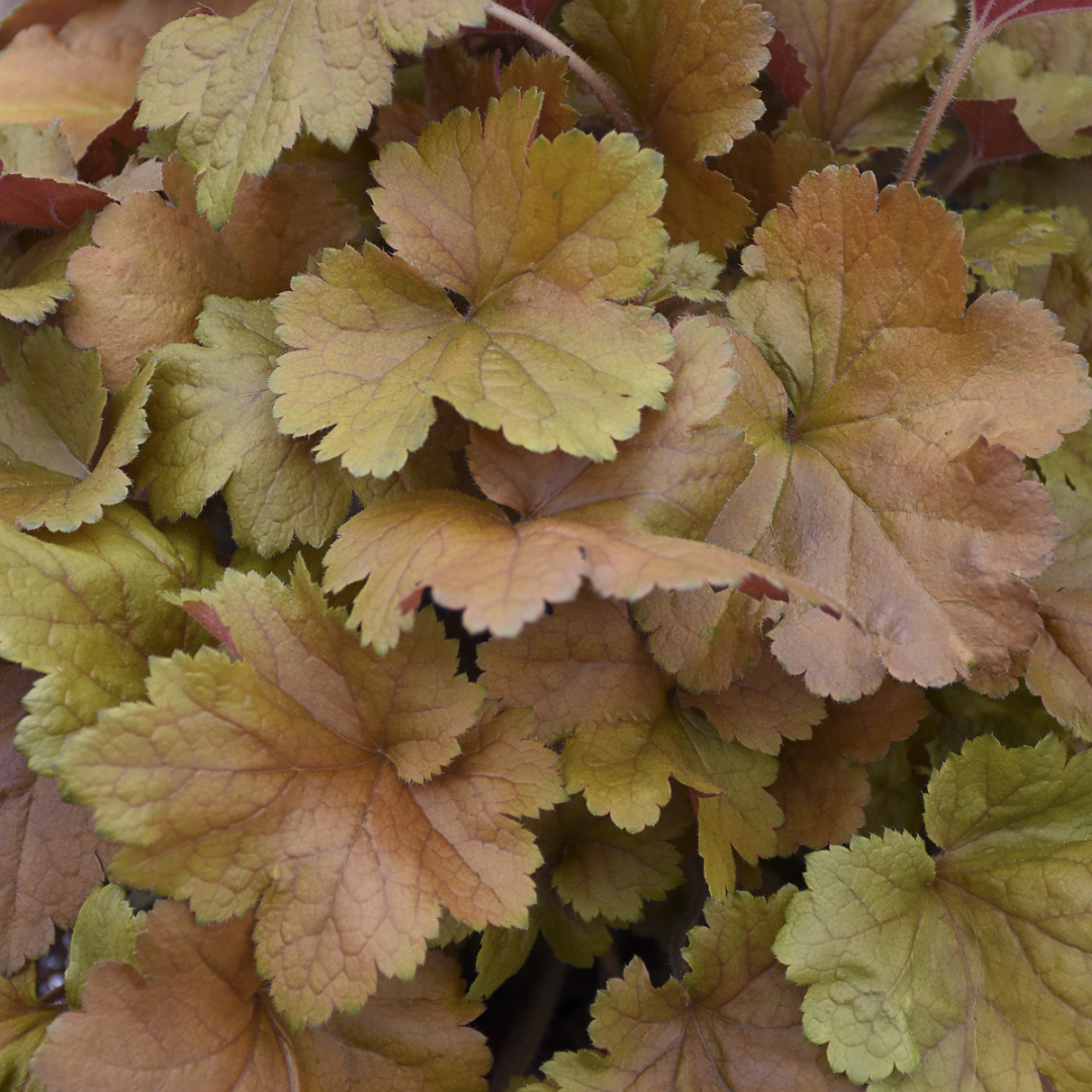 Heuchera hybrid 'Toffee Tart'