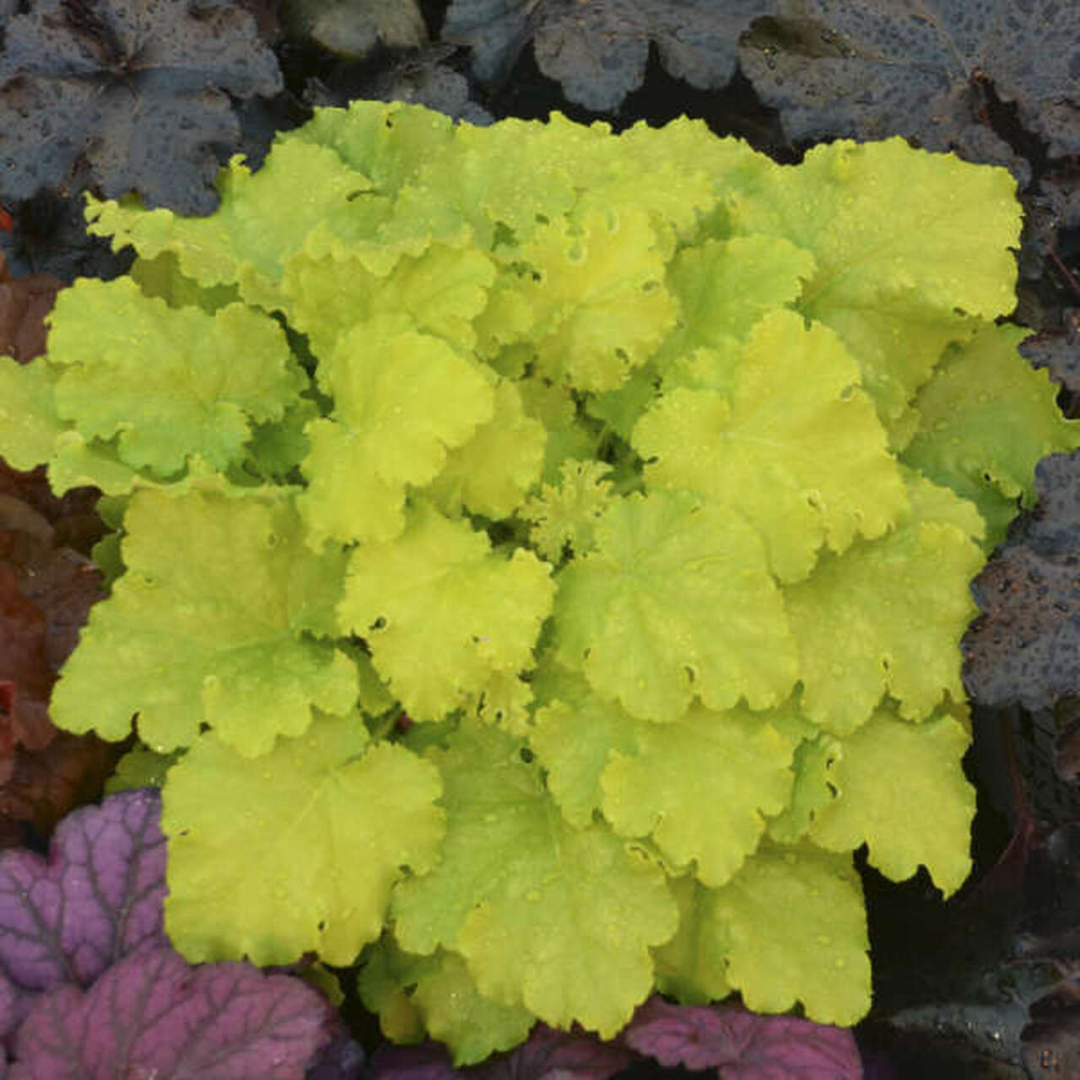 Heuchera hybrid 'Twist of Lime'