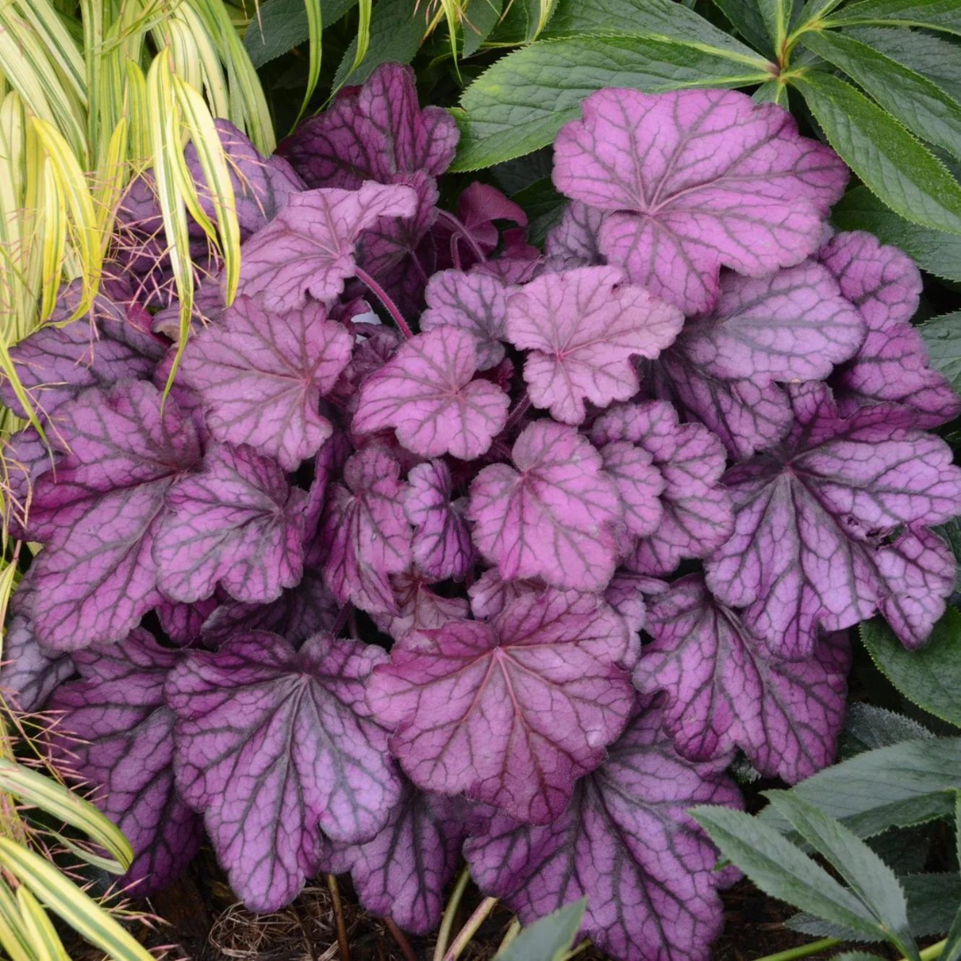 Heuchera hybrid 'Wild Rose'