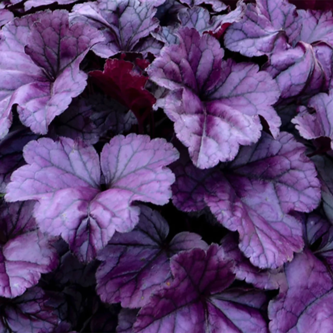 Heuchera hybrid 'Wildberry'