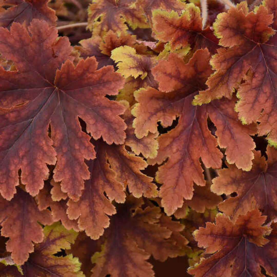 Heucherella hybrid 'Copper King'