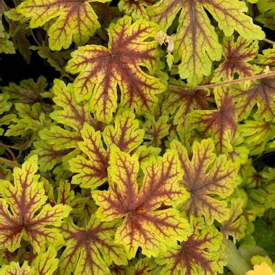 Heucherella hybrid 'Fun and Games Capture the Flag'