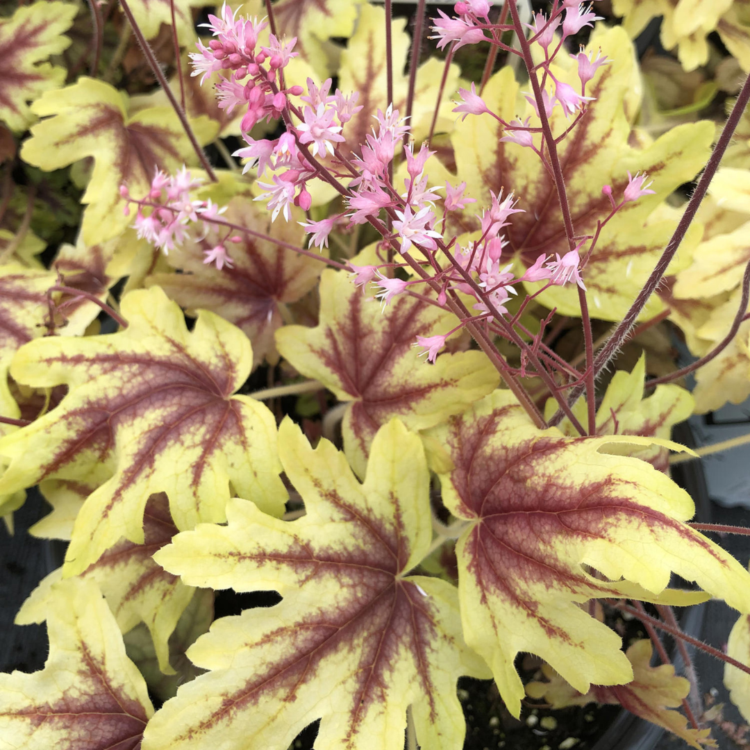 Heucherella hybrid 'Fun and Games Eye Spy'