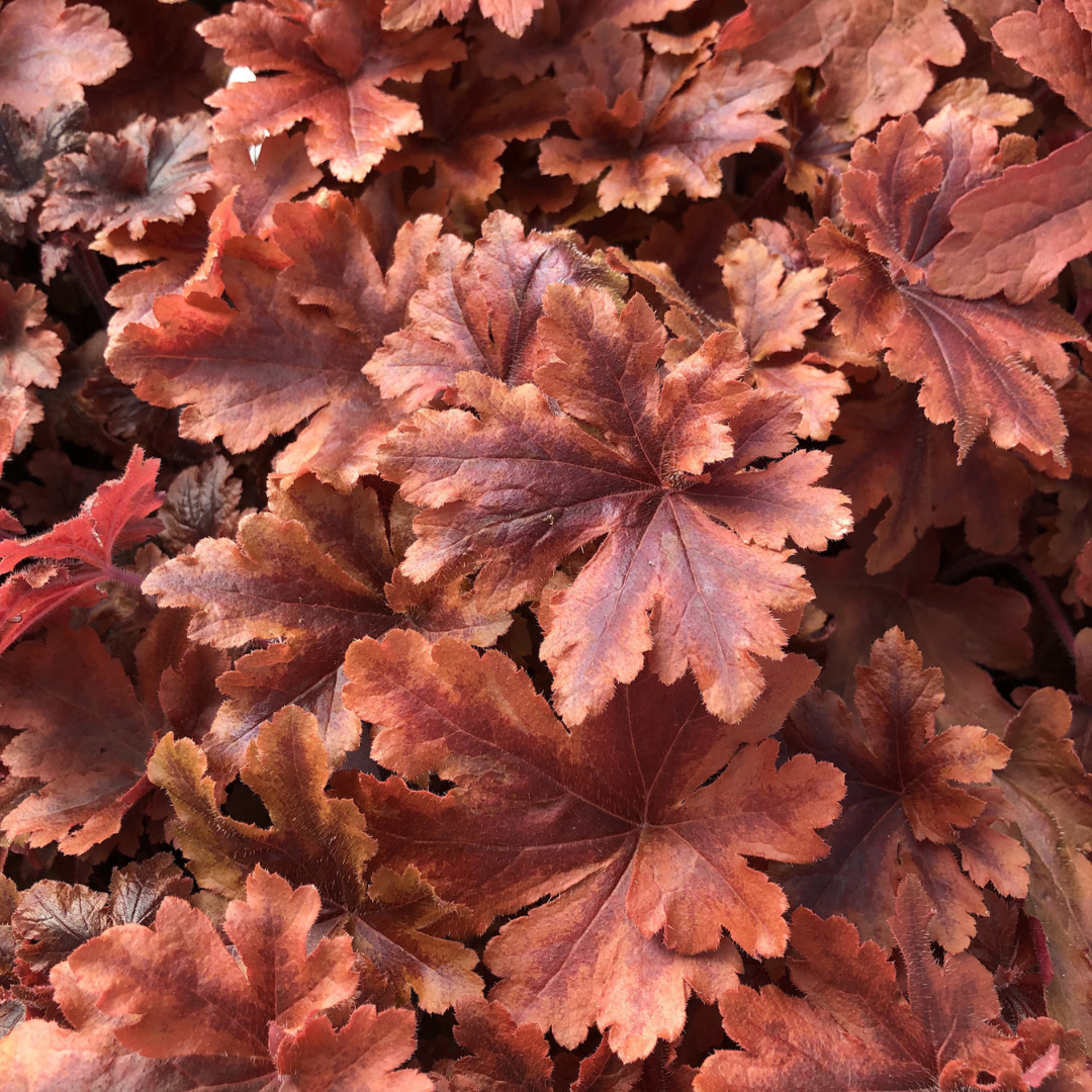 Heucherella hybrid 'Fun and Games Hopscotch'