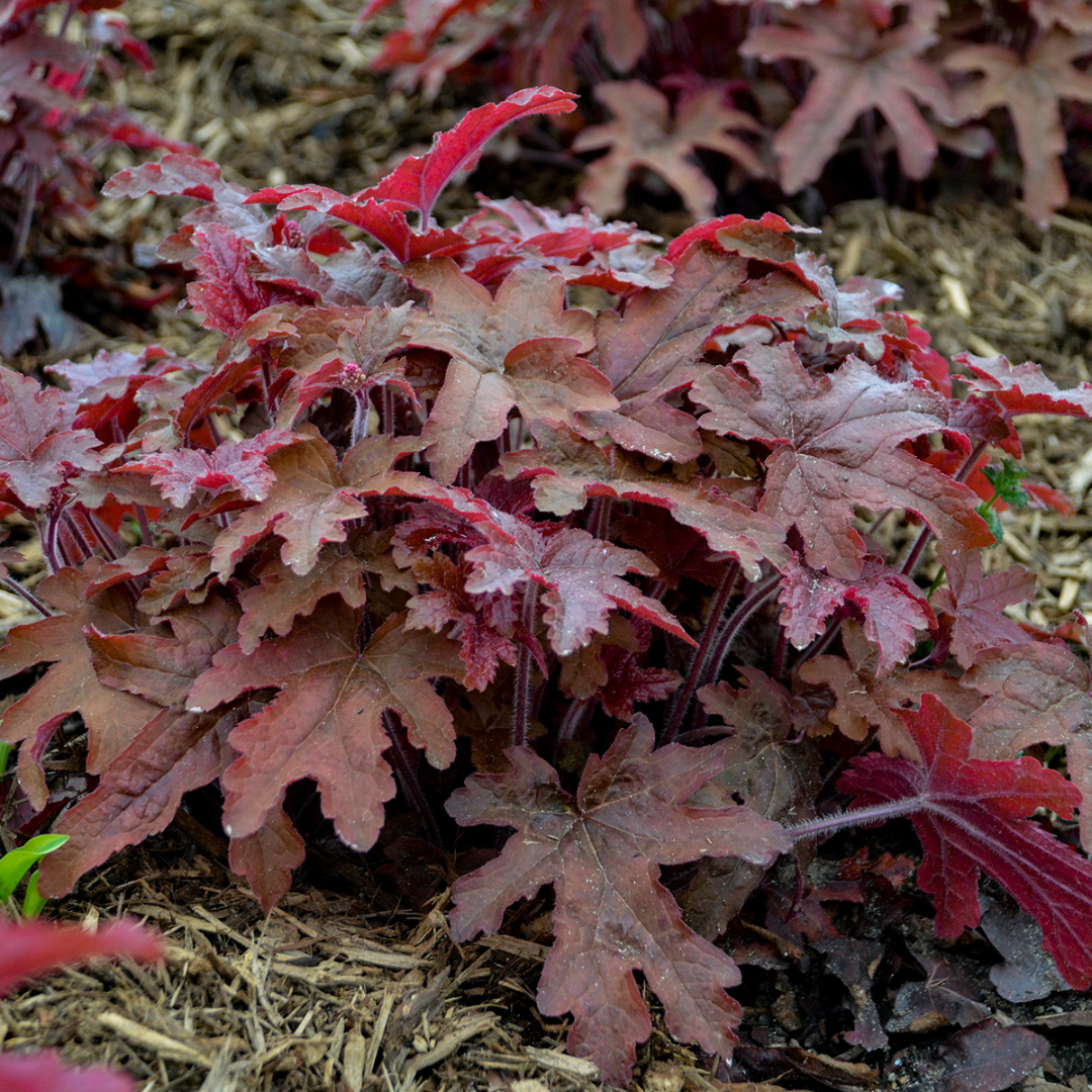 Heucherella hybrid 'Fun and Games Red Rover'