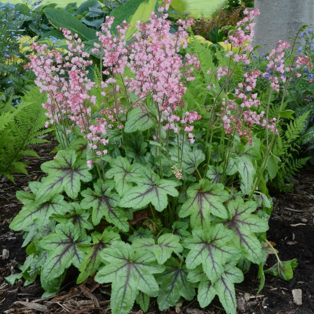 Heucherella hybrid 'Pink Fizz'