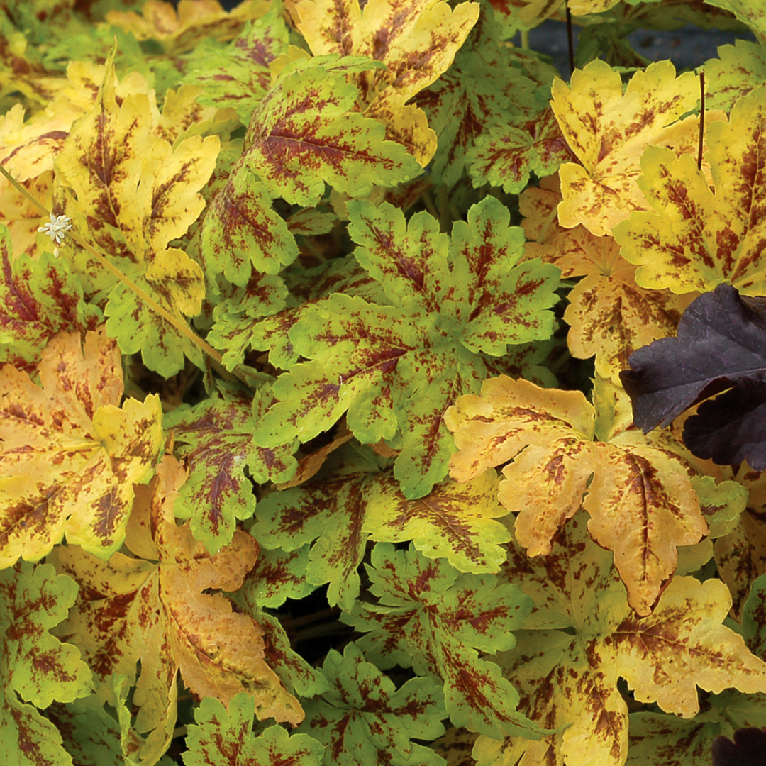 Heucherella hybrid 'Solar Power'