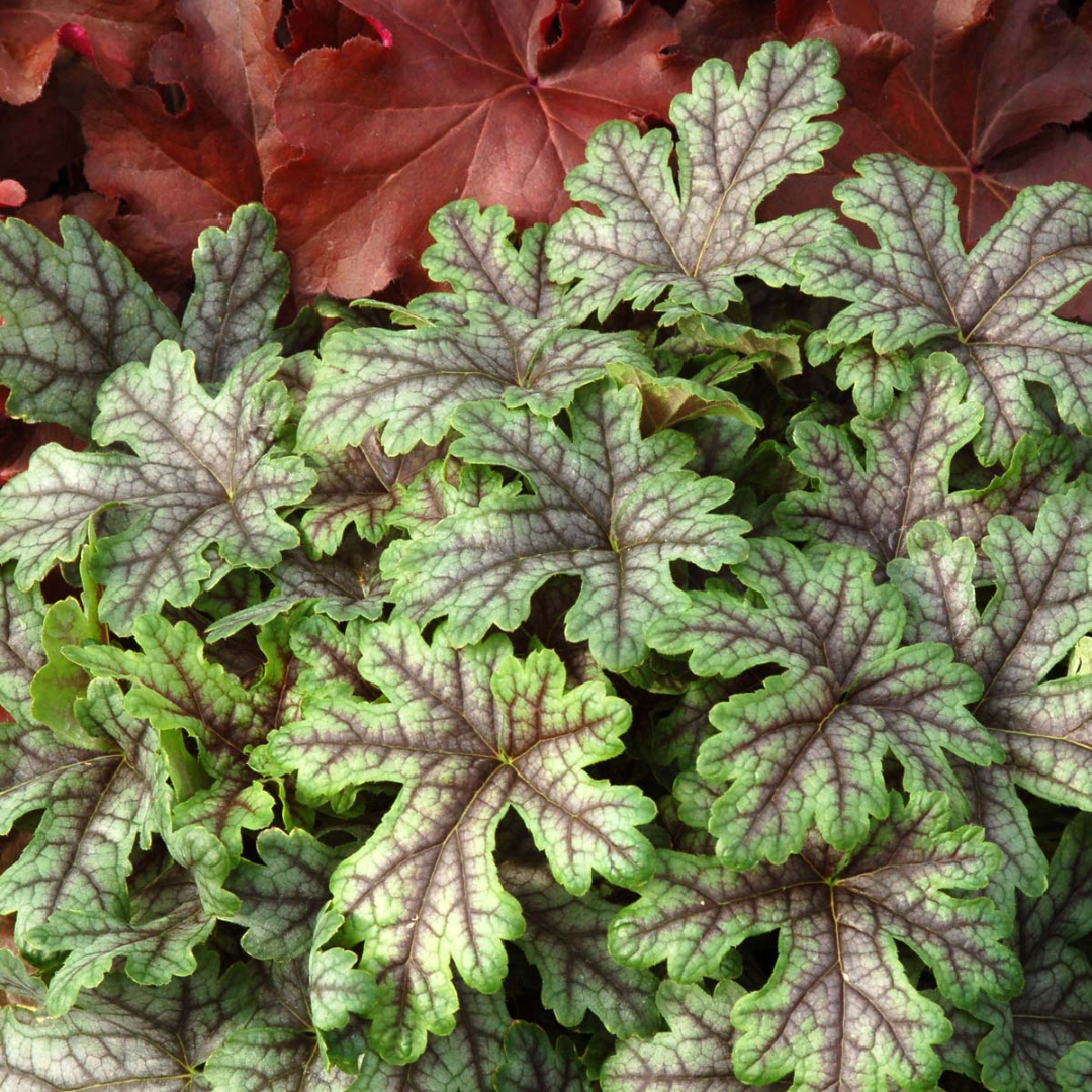 Heucherella hybrid 'Tapestry'