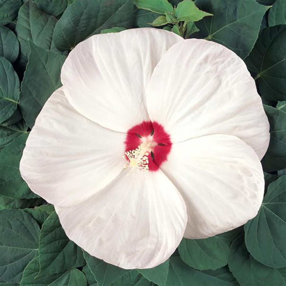 Hibiscus 'Luna White'