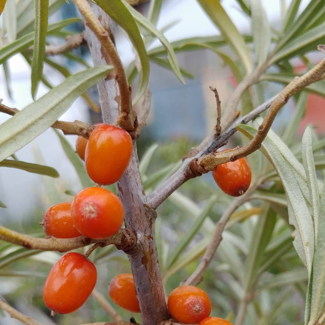 Hippophae rhamnoides 'Lord'