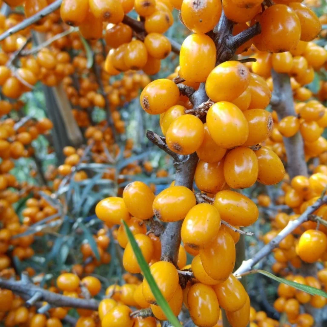 Hippophae rhamnoides Orange Energy® ('Habego')
